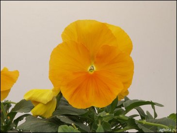 Виола Виттрока (Viola wittrockiana)