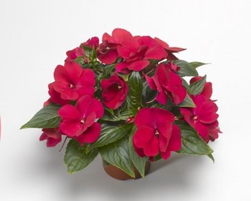 Бальзамин новогвинейский (Impatiens New Guinea)