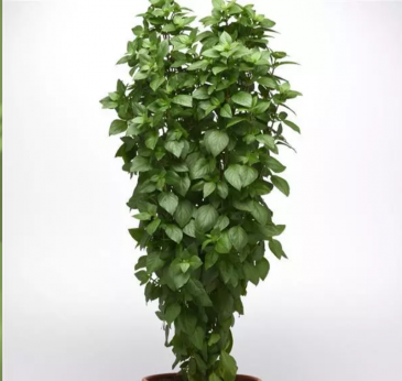 Базилик благородный (Ocimum basilicum) Базилик благородный (Ocimum basilicum)