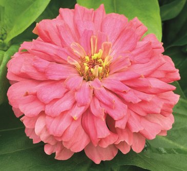 Цинния изящная (Zinnia elegans)