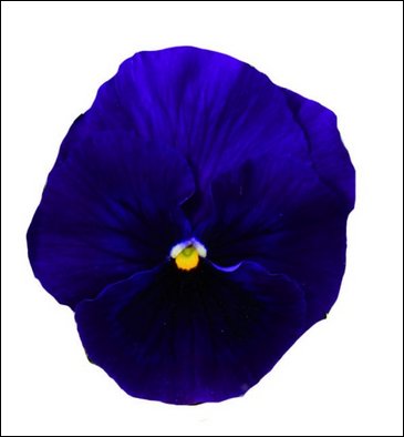 Виола Виттрока (Viola wittrockiana)