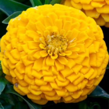 Цинния изящная (Zinnia elegans) Цинния изящная (Zinnia elegans)