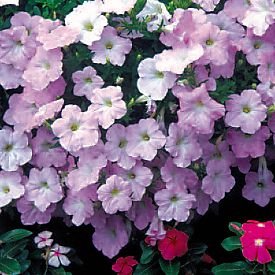 Петуния ампельная гибридная (Petunia х hybrida) Петуния ампельная гибридная (Petunia х hybrida)