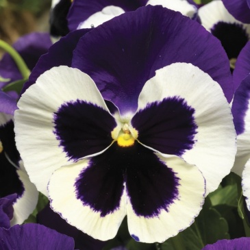 Виола Виттрока (Viola wittrockiana) Виола Виттрока (Viola wittrockiana)