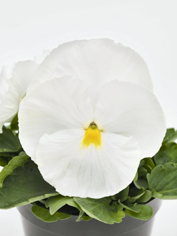 Виола виттрока (Viola wittrockiana) Виола виттрока (Viola wittrockiana)