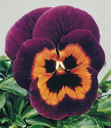 Виола виттрока (Viola wittrockiana) Виола виттрока (Viola wittrockiana)