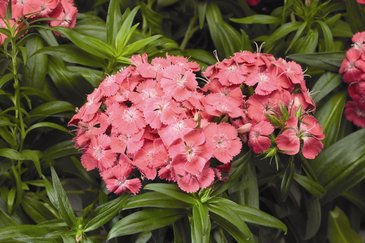 Гвоздика турецкая (Dianthus barbatus)