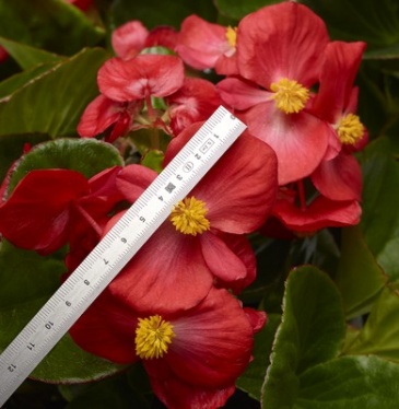 Бегония гибридная (зеленая листва) (Begonia hybrida) Бегония гибридная (зеленая листва) (Begonia hybrida)