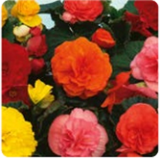 Бегония клубневая махровая (Begonia tuberhybrida)