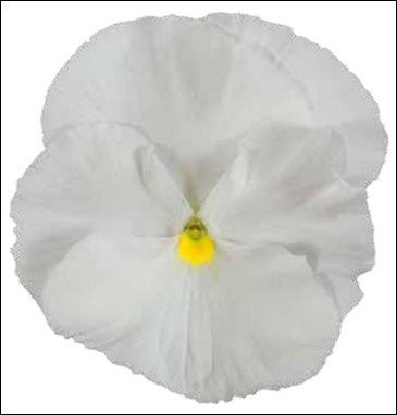 Виола Виттрока (Viola wittrockiana)