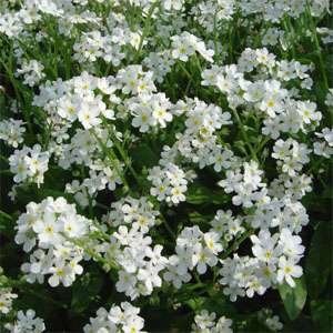 Незабудка лесная (Myosotis sylvatica) Незабудка лесная (Myosotis sylvatica)