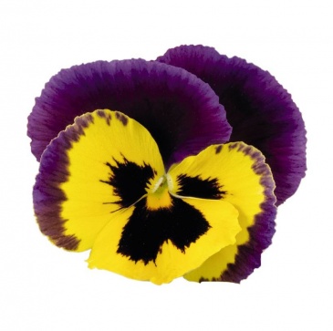 Виола виттрока (Viola wittrockiana)