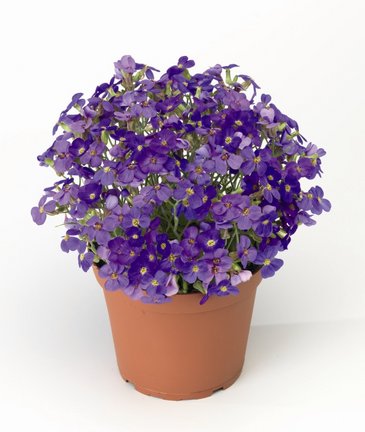 Аубриета гибридная (Aubrieta hybrida)