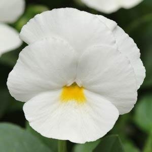 Виола виттрока (Viola wittrockiana)