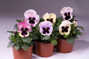 Виола Виттрока (Viola wittrockiana)
