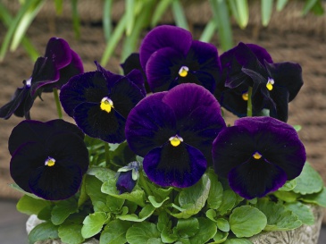 Виола Виттрока (Viola wittrockiana)