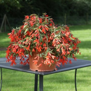 Бегония боливийская ампельная (Begonia boliviensis x hybrida)