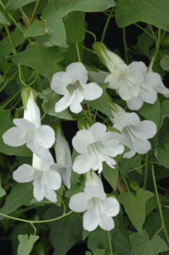 Азарина ползучая (Asarina scandens)