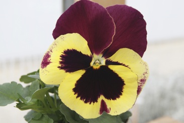 Виола Виттрока (Viola wittrockiana) Виола Виттрока (Viola wittrockiana)