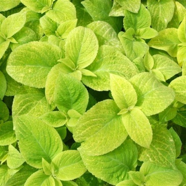 Колеус гибридный (Coleus х hybrida) Колеус гибридный (Coleus х hybrida)