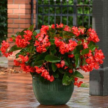 Бегония гибридная (зеленая листва) (Begonia hybrida) Бегония гибридная (зеленая листва) (Begonia hybrida)