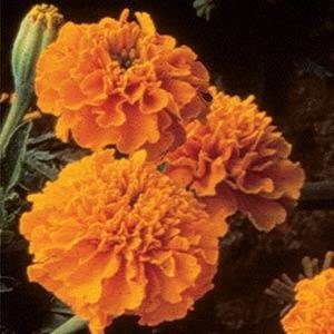 Бархатцы отклоненные (Tagetes patula)