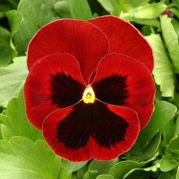 Виола виттрока (Viola x wittrockiana)