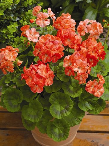 Герань (пеларгония садовая) (Pelargonium x hortorum)
