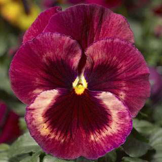 Виола Виттрока (Viola wittrockiana) Виола Виттрока (Viola wittrockiana)