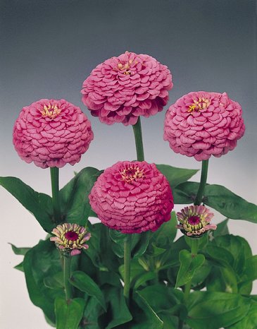 Цинния изящная (Zinnia elegans)