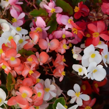Бегония гибридная (зеленая и бронзовая листва) (Begonia hybrida) Бегония гибридная (зеленая и бронзовая листва) (Begonia hybrida)