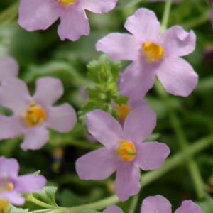 Бакопа (Сутера) сердцевидная (Sutera (Bacopa) cordata) Бакопа (Сутера) сердцевидная (Sutera (Bacopa) cordata)