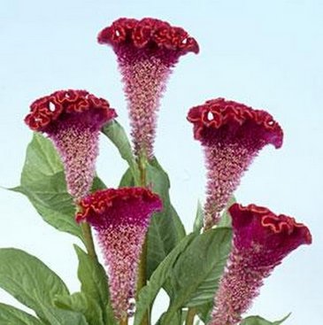 Целозия гребенчатая (Celosia cristata)