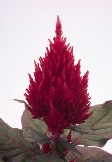 Целозия метельчатая (Celosia plumosa)