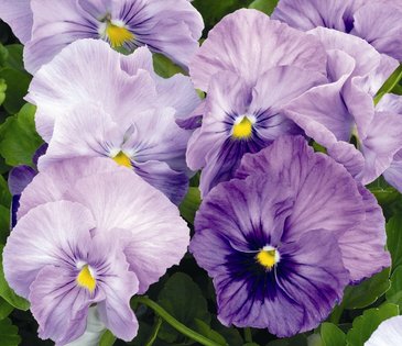 Виола Виттрока (Viola wittrockiana)