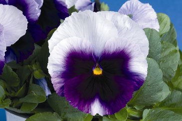 Виола Виттрока (Viola wittrockiana) Виола Виттрока (Viola wittrockiana)