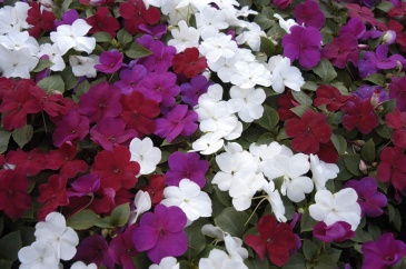 Бальзамин Уоллера (Impatiens walleriana) Бальзамин Уоллера (Impatiens walleriana)