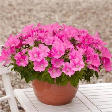 Петуния ампельная гибридная (Petunia х hybrida) Петуния ампельная гибридная (Petunia х hybrida)