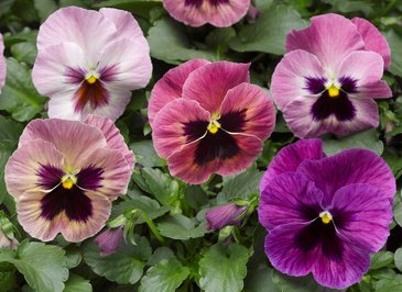 Виола Виттрока (Viola wittrockiana) Виола Виттрока (Viola wittrockiana)