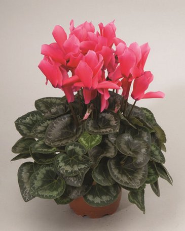 Цикламен персидский (Cyclamen persicum)