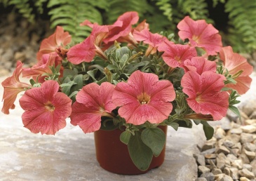 Петуния ампельная гибридная (Petunia x hybrida)