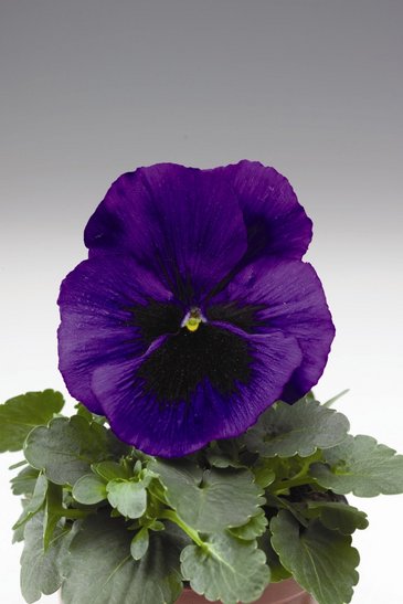 Виола Виттрока (Viola wittrockiana) Виола Виттрока (Viola wittrockiana)