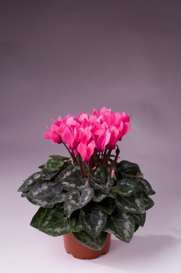 Цикламен персидский (Cyclamen persicum) Цикламен персидский (Cyclamen persicum)