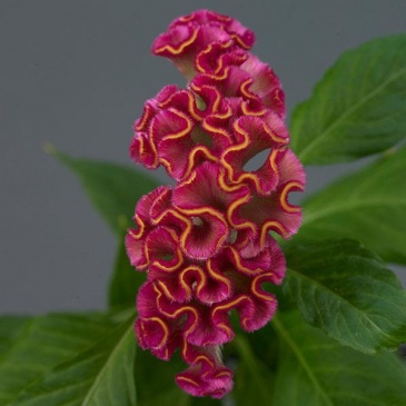 Целозия гребенчатая (Celosia cristata)