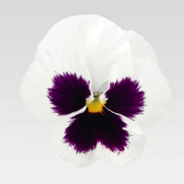 Виола виттрока (Viola wittrockiana)