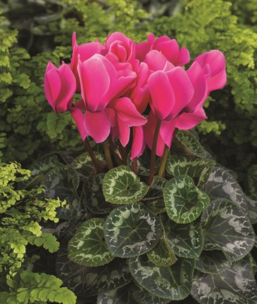 Цикламен персидский (Cyclamen persicum)