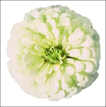 Цинния изящная (Zinnia elegans)