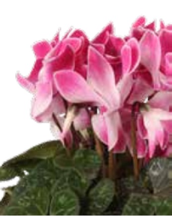 Цикламен персидский (Cyclamen persicum) Цикламен персидский (Cyclamen persicum)