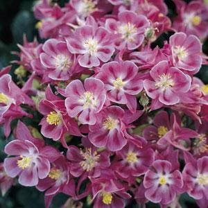 Аквилегия обыкновенная (Aquilegia vulgaris)
