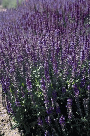 Шалфей превосходный (Salvia superba)